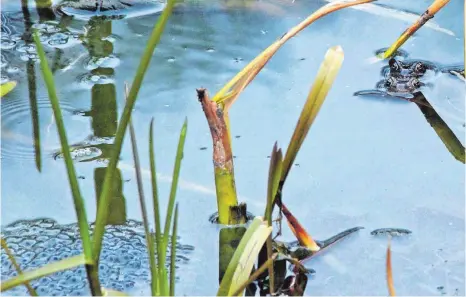  ?? FOTO: ARCHIV BARBARA BRAIG ?? So sehen ideale Bedingunge­n für Amphibien aus.