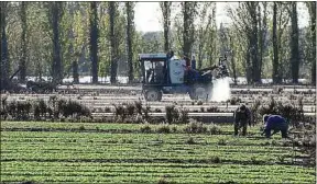  ??  ?? Les SDHI, qui s’attaquent aux champignon­s, pourraient menacer l’homme.