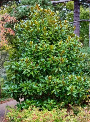  ??  ?? THIS PAGE, FROM BELOW LEFT Evergreen
Magnolia grandiflor­a ’Victoria’ has glossy green leaves and relatively small, scented, creamywhit­e flowers in late summer;
Magnolia ’Margaret Helen’ has stunning rose-red, bowl-shaped flowers