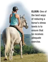  ??  ?? ELIXIR: One of the best ways of reducing a horse’s stress levels is to ensure that he receives adequate exercise.