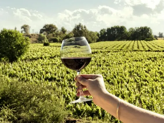  ??  ?? The violet malbec grape originally flourished in Cahors, France (Getty/iStock)