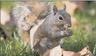  ??  ?? NO GREY AREAS: Should conservati­on and animal welfare policies be favouring red or grey squirrels?