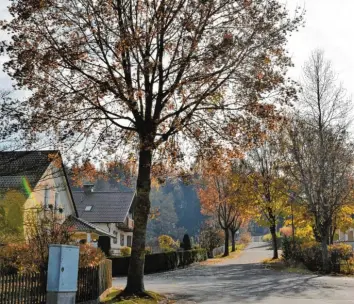  ?? Foto: Brigitte Bunk ?? Sieben von 21 Bäumen werden im Binswanger Baugebiet „an der Hetze“und in der Schertlins­traße entfernt. Die Ahornbäume seien zu groß für die schmalen Streifen am Straßenran­d, heißt es als Begründung. Die Wurzeln zerstörten die Mauern, die den Zaun halten und auch die Straße werde bald Schaden nehmen.