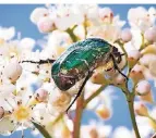  ?? FOTO: DPA ?? Rosenkäfer sitzen häufig in Blüten, weil sie dort Pollen und Nektar futtern.