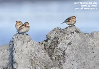  ??  ?? Snow buntings are very active, so switch your AF to continuous