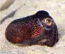  ?? Photograph: Gustavo Sanchez ?? Brenner’s bobtail squid was named as a new species in 2019.