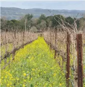  ?? Peter Prato / Special to The Chronicle ?? The vines at Robert Biale Vineyards in Napa.