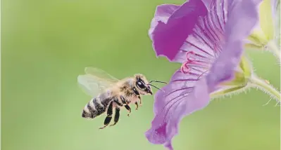  ?? ?? A honey bee. Image submitted by the South Downs National Park