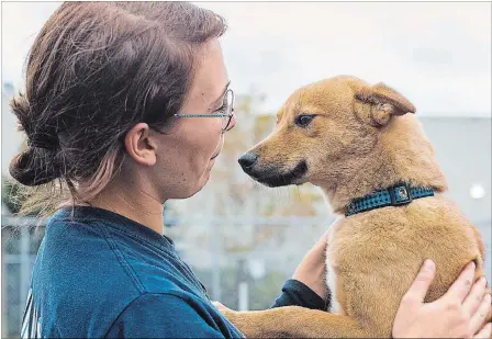  ?? JULIE JOCSAK
THE ST. CATHARINES STANDARD ?? Davita Debruyne spends time with Adrien, a eight-month-old spitz mix, and one of the dogs rescued from South Korea now up for adoption from Lincoln County Humane Society.