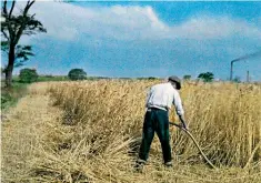  ??  ?? Scything corn in an unknown English location, 1929, an Autochrome by Clifton R Adams