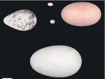  ??  ?? Among the eggs studied were those of the ( clockwise from top left) common murre, broad- tailed hummingbir­d, maleo, wandering albatross and the ( centre) graceful prinia.