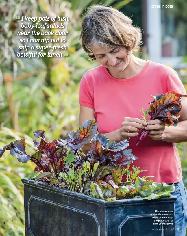  ??  ?? Keep harvesting cut-and-come-again crops to encourage the production of more young leaves