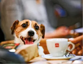  ?? © JAKUB WŁODEK/AGENCJA GAZETA ?? Do psich kawiarni można nie tylko przyjść ze swoim psem, ale też poznać czworonogi, które czekają na adopcję. Tak jest m.in. w krakowskie­j kawiarni Psikawka.