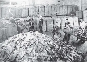  ?? PHOTO: NATALIE WILSON FAMILY COLLECTION ?? I love this old photo of Natalie Wilson’s grandfathe­r Jack Davis (centre), at R. S. Black’s rabbitskin depot in Moray Pl, Dunedin, in 1938.