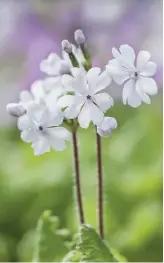  ??  ?? P. sieboldii ‘Usujanome’ A delicate, white cultivar known to have originated in the early 1800s, in the Saitama region of Japan, north of Tokyo.