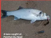  ??  ?? A bass caught at Penrhyn Du Head