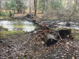  ?? USDA Forest Service photo by Chuck Keeports ?? This felled tree will collect organic matter over time, creating an upstream pooling effect.