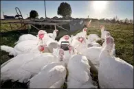  ?? NWA Media/BEN GOFF ?? These Broad Breasted White turkeys gather around a water jug at Red Hat Farms in Bentonvill­e.