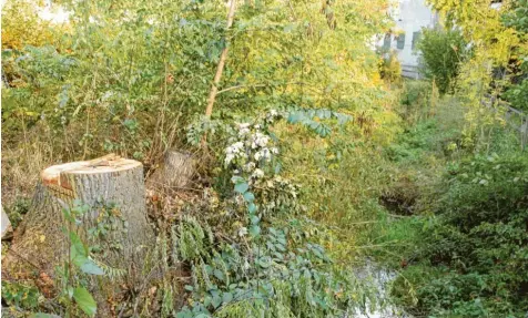  ?? Foto: Horst von Weitershau­sen ?? Nur noch der Stumpf der 80 Jahre alten Eiche ist übrig. Der städtische Baum stand neben dem Kugelbach in Schwennenb­ach. Weil der Eichenproz­essionsspi­nner dort genistet haben soll, ließ ihn Simon Wetschenba­cher, der direkt daneben wohnt, fällen. Nun hat das Ganze ein juristisch­es Nachspiel.