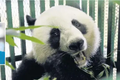  ?? TAWATCHAI KEMGUMNERD ?? Lhinping enjoys bamboo in
a cage in which she will travel to China. The popular panda is due to leave Thailand on Saturday.