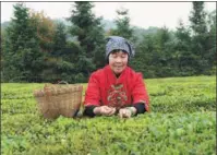  ?? PROVIDED TO CHINA DAILY ?? Above left: Wei Jiequn is a well-known tea cultivator in Liubao town in the Guangxi Zhuang autonomous region.