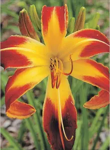  ?? KATHY RENWALD SPECIAL TO THE HAMILTON SPECTATOR ?? The Thin Man, a spider variety, was one of many specialize­d day lilies found at The Potting Shed. During the collector craze, rare ones could fetch as much as $125 a plant.