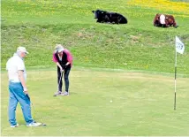  ??  ?? Cow putt A pair of cows from a nearby common sit and watch golfers playing on a green at Minchinham­pton Golf Club, Glos, as courses started to reopen.