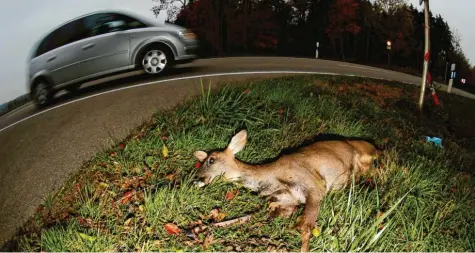  ?? Symbolfoto: Alexander Kaya ?? Ein grausiges Bild am Straßenran­d: Wildunfäll­e auf der B 300 zwischen Oberzell und Dasing rufen jetzt die Jäger auf den Plan. Sie wollen, dass die Gemeinde Dasing aktiv wird.