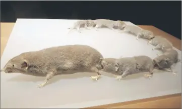  ??  ?? A stuffed specimen of Asian house shrews ‘caravannin­g’ in the National Museum of Nature and Science, Tokyo, Japan. – Photo by Photaro