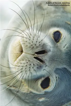  ??  ?? A perk of the job, meeting Antarctica’s inhabitant­s