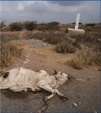  ?? Photograph: Giles Clarke ?? A dead cow lies beside a main road leading off Al Hudaydah, Yemen