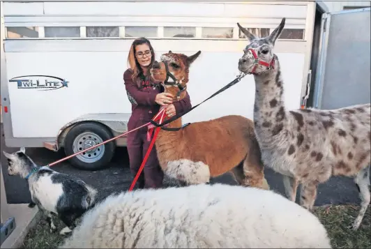  ?? [SAMANTHA MADAR/DISPATCH] ?? Paula Hayner, the co-owner of Sunshine Farms on the Far West Side, untangles her animals’ leashes upon their arrival at Westervill­e Christian Church, where they will star in the Nativity scene.