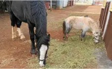  ??  ?? Clementine the miniature pony and Charlie the Clydesdale in happier times.