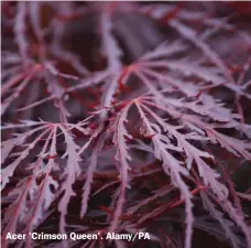  ?? ?? Acer 'Crimson Queen'. Alamy/PA