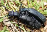  ?? RONALD BELLSTEDT / NABU GOTHA ?? Durch die warmen Vorjahre zeigt sich der Ölkäfer derzeit in ganz Thüringen.