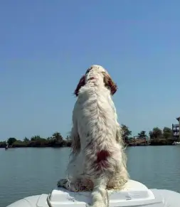  ??  ?? Con la sua padrona L’avvocato veneziano Chiara Fenzo con Skipper, il suo setter inglese