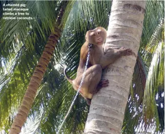  ??  ?? A chained pigtailed macaque climbs a tree to retrieve coconuts.