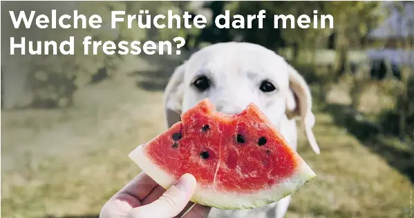 Dürfen Hunde Honigmelone