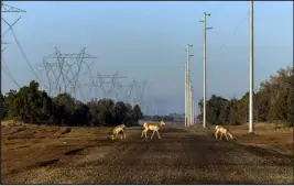  ?? ?? Arizona’s pronghorn population is stable, but it is a tiny fraction of historical numbers for the species.