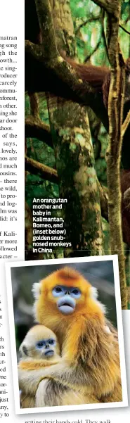  ??  ?? An orangutan mother and baby in Kalimantan, Borneo, and (inset below) golden snubnosed monkeys in China