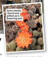  ??  ?? Some rebutia I found and po ed up is flowering well