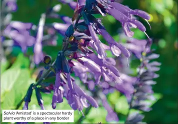  ?? ?? Salvia ‘Amistad’ is a spectacula­r hardy plant worthy of a place in any border