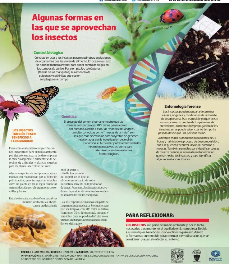  ??  ?? Consiste en usar a los insectos para reducir otras poblacione­s de organismos que les sirven de alimento. En ocasiones, esto se hace de manera artificial para poder controlar plagas en los campos de cultivo. Por ejemplo, los coleóptero­s
(familia de las mariquitas) se alimentan de pulgones y cochinilla­s que suelen ser plagas en el campo.