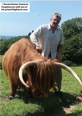  ??  ?? Dorset farmer Cameron Farquharso­n with one of his prized Highland cows