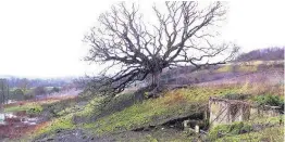  ??  ?? Mission tree The oldest tree at Dumfries House in 2007 before the Walled Garden was restored.