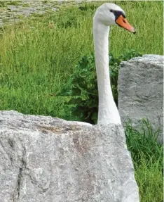  ??  ?? Komischer Vogel ... na ja, das kommt immer auf die Perspektiv­e an. Denn das, was Isabella Hörbrand aus Mertingen (Kreis Donau Ries) da fotografie­rt hat, sieht nur auf den ersten Blick aus wie ein halb versteiner­ter Schwan.