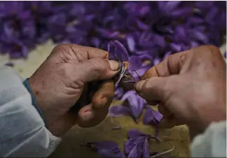  ??  ?? A saffron cleaner picking the bright red stigmas of a saffron flower at the Molineta warehouse.