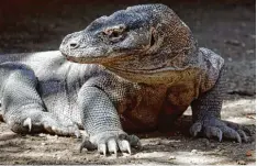  ?? Foto: Olivier Matthys, dpa ?? Drei Meter lang und fast 100 Kilo schwer: Die Ähnlichkei­t mit einem längst ausge  storbenen Dinosaurie­r ist deutlich zu sehen.