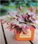  ??  ?? Sprays of Amur maple and Japanese maple are arranged in an orange ceramic container to form a base for this simple arrangemen­t. The leaves have yellow, orange and purple tones. Pair them with flowers that pick up these colours.