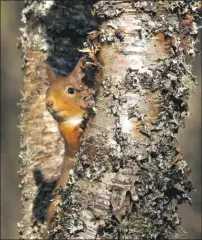  ?? Photograph: Stephen Willis/ Saving Scotland’s Red Squirrels ?? Visitors to the park are being asked to monitor red squirrels.